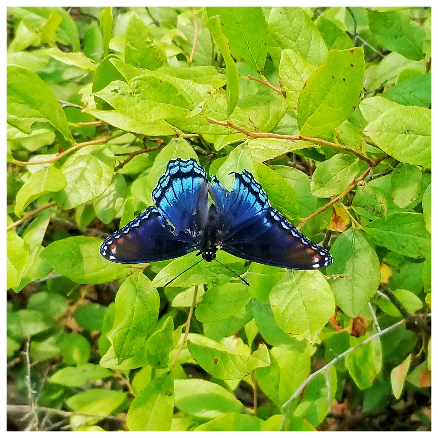 butterfly